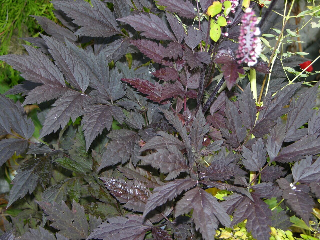 Клопогон pink spike фото